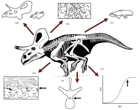 Zuniceratops ontogeny - Hone et al 2016 fig 2