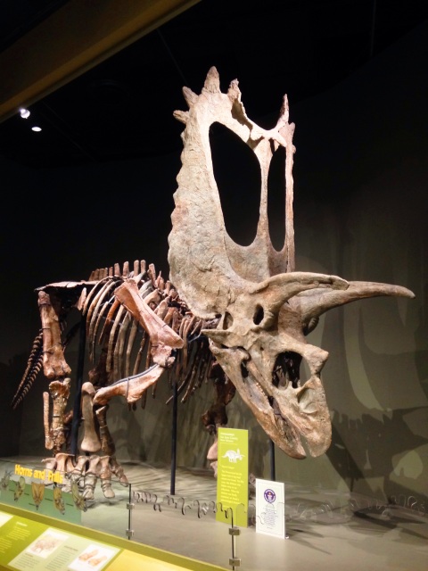 pentaceratops-omnh-dec-2016-4