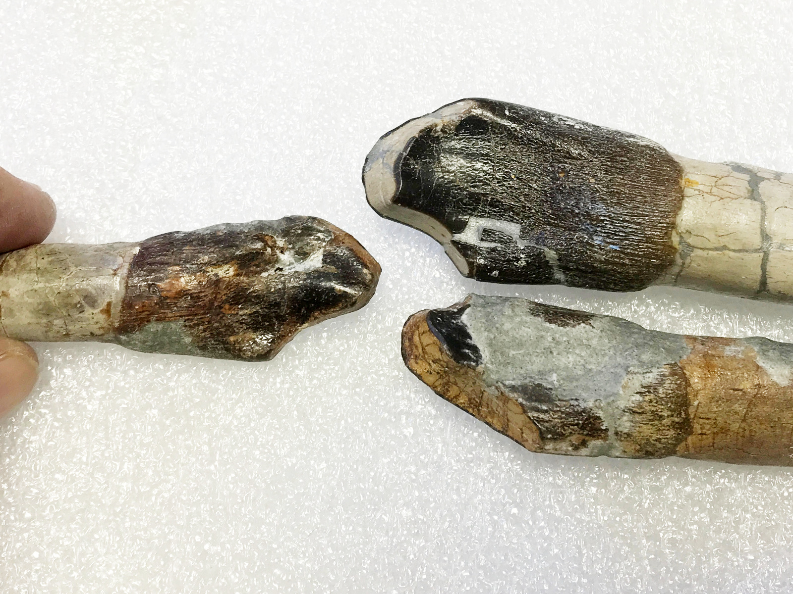 DINO collections - more worn Camarasaurus teeth