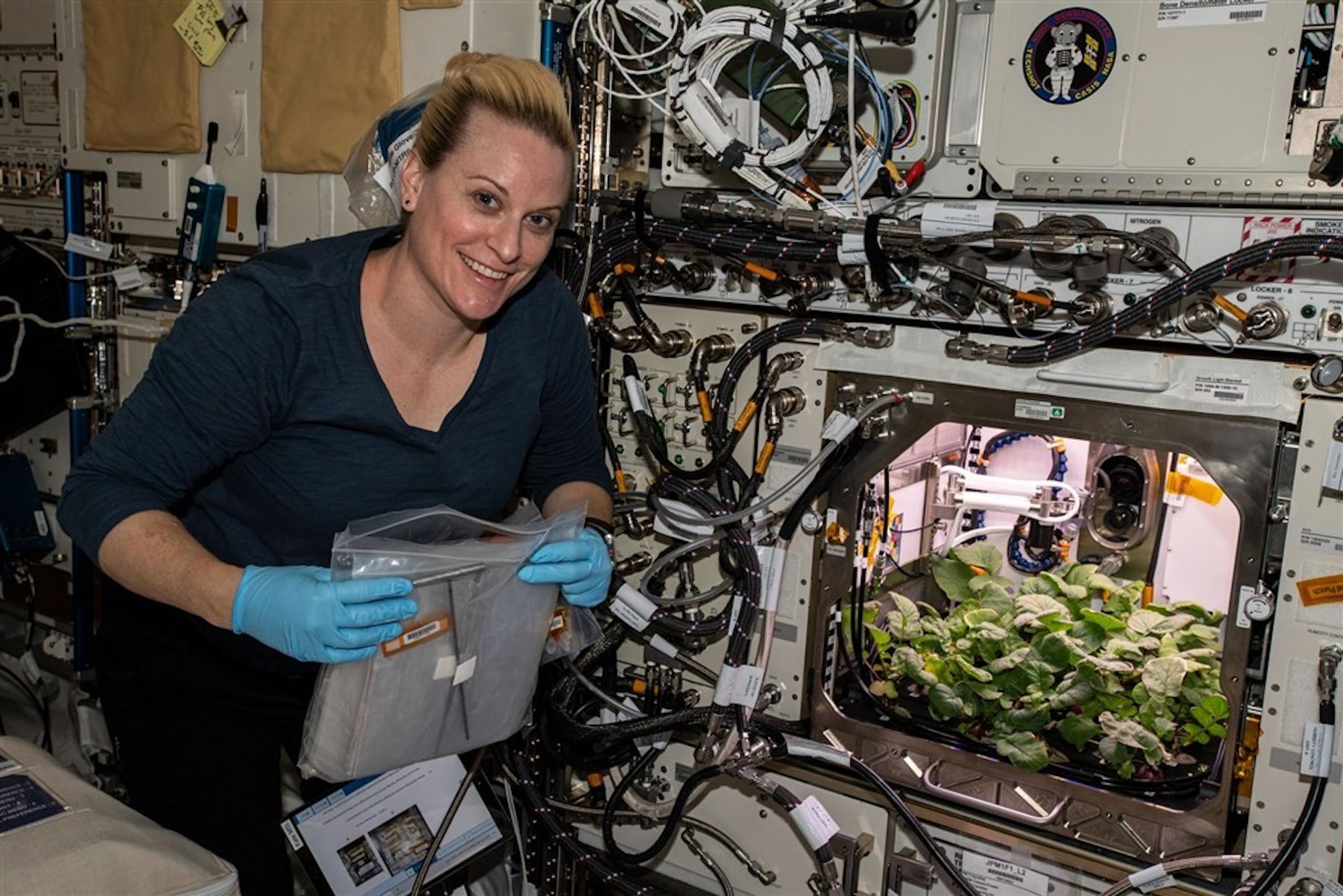 NASA在國際太空站種出蘿蔔 未來太空人在宇宙也可以吃鮮食了