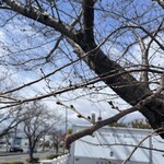 讃松庵 - 近くに清盛塚という桜の名所があり寄ってみましたが、まだまだ蕾は硬かった頃。芽吹いている蕾もかわいいですよね( *´꒳`* )