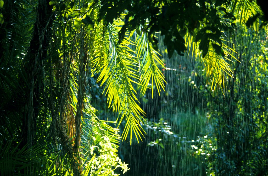 Rain pouring between verdant palm fronds, Sulawesi, Indonesia