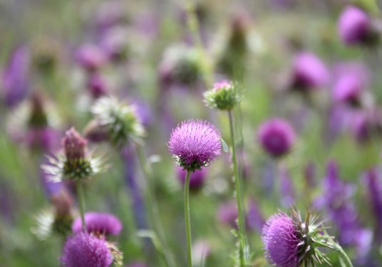 A field of Milk thistles bloom during spring season in Almaz