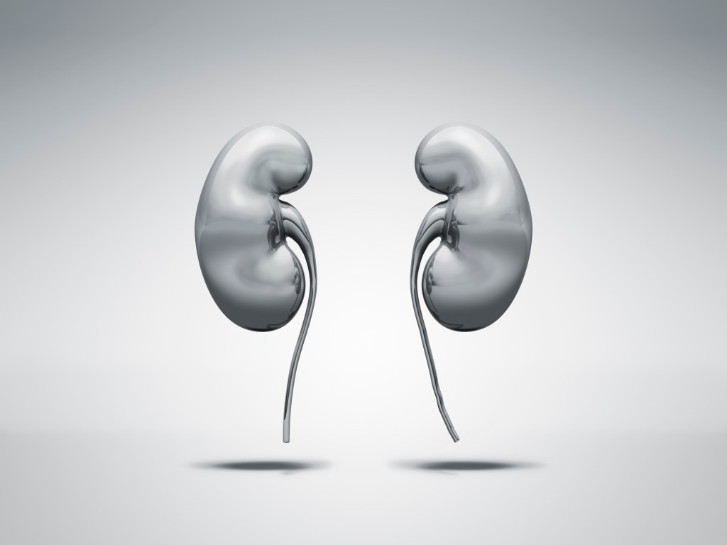 metal kidneys