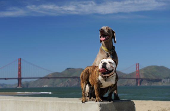 Two dogs standing on a wall with the Golden Gate Bridge in the background.