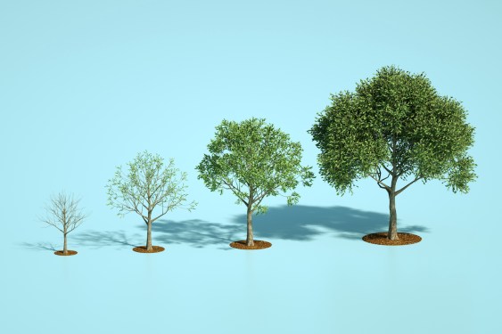 Digital generated image of vertical bar chart made out growing trees showing process of tree's growth. Sustainability concept.