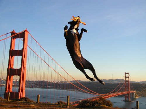 A dog leaping in the air with a rubber chicken in its mouth with the Golden Gate Bridge in the background