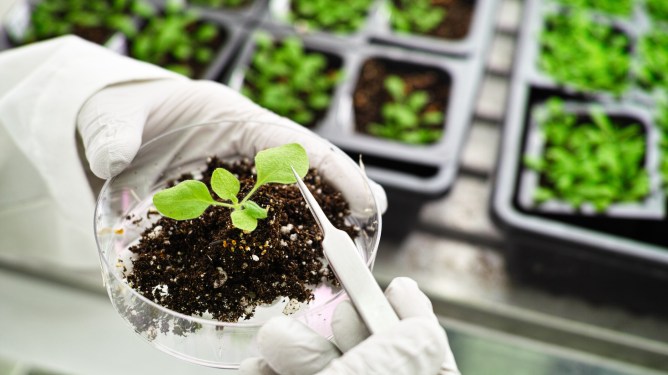 greenhouse plant seedlings