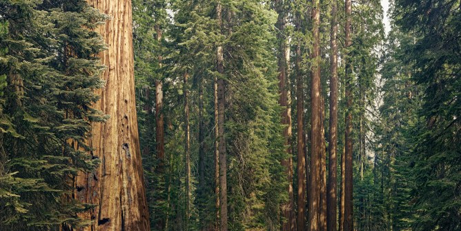 giant sequoia trees