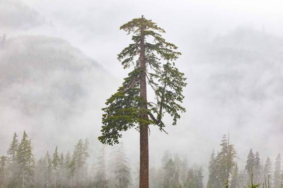 "Big Lonely Doug" a Coast Douglas-fir stands on its own.