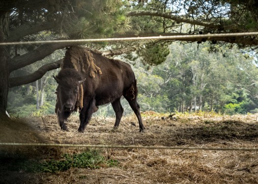 A bison standing in an enclosure in San Francisco Golden Gate Park