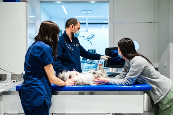 Veterinarians perform ultrasound scan on a domestic cat