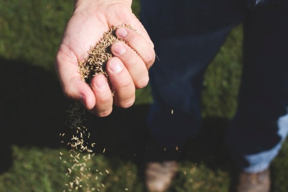 hand holding grass seed