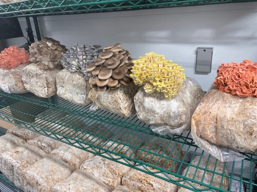 adapt agtech mushrooms growing