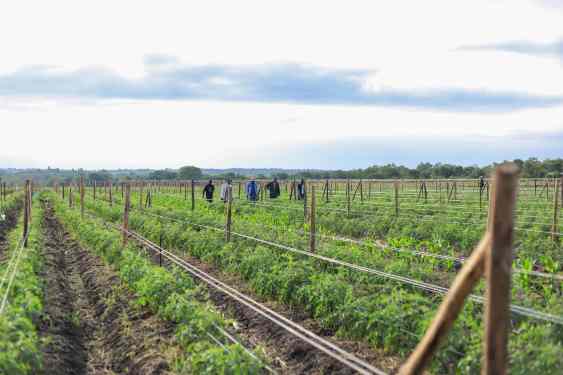 FarmWorks, a Kenyan agtech that provides farmers with access to farm inputs, and market for their produce, has raised $4.1 million pre-Series A funding