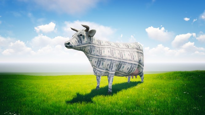 image of a cow made of money in a field