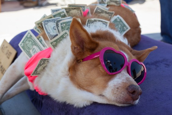 A dog in pink shades and covered in dollar bills in California.