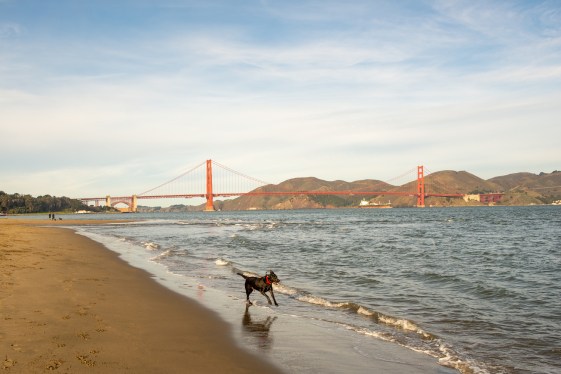 Dog running on the beach with Goden Gate Bridge on the background