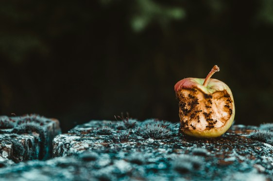 a rotten apple with ants all over it