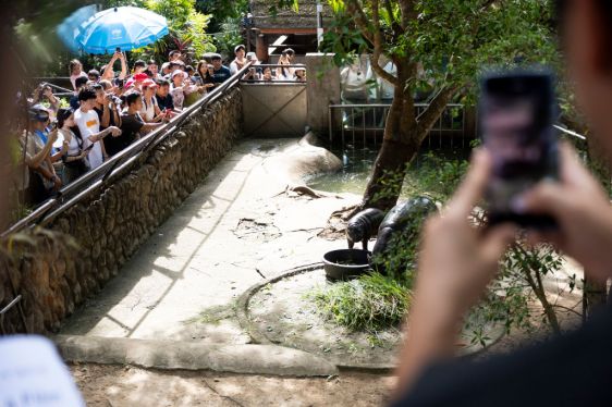 Moo Deng, a pygmy hippo born on July 10, 2024, at Thailand's Khao Kheow Open Zoo