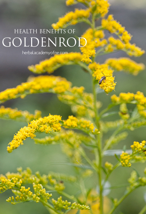 Health Benefits of Goldenrod - Herbal Academy of New England blog