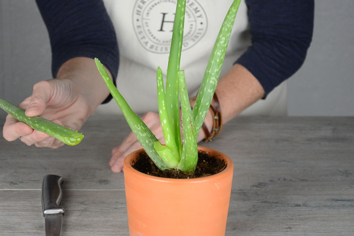 cut aloe vera to use as a remedy