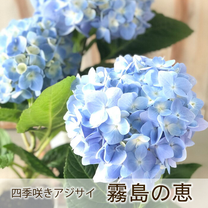 四季咲あじさい 霧島の恵 アジサイ 登録品種 紫陽花 9cmポット苗 苗木