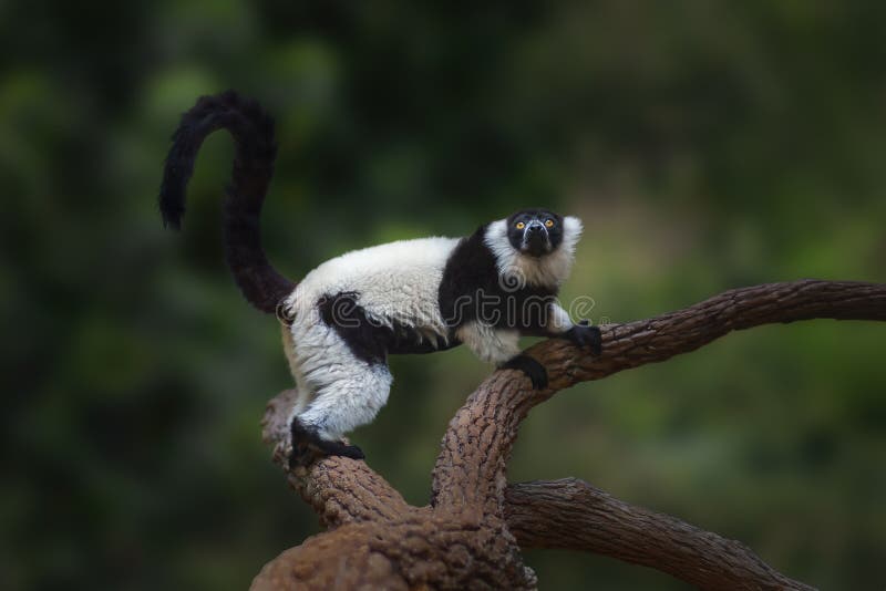 Black-and-white Ruffed Lemur (Varecia variegata) - Madagascar Primate. Black-and-white Ruffed Lemur (Varecia variegata) - Madagascar Primate