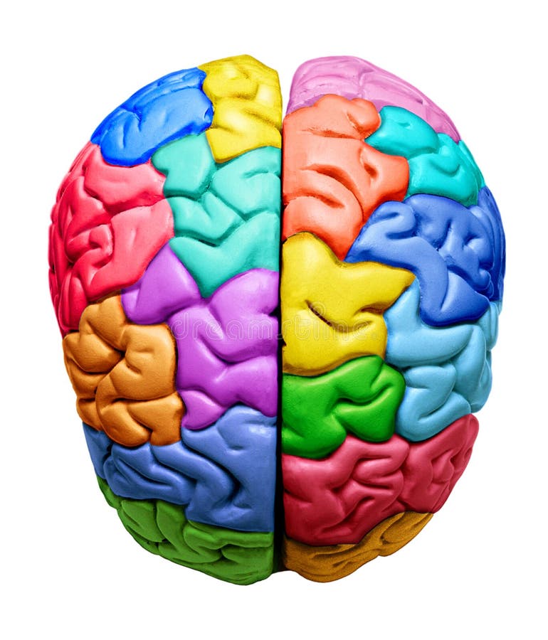 A brain with sections of different rainbow colors. A brain with sections of different rainbow colors