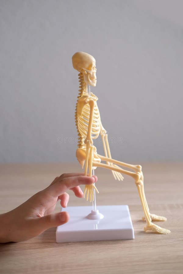 close-up of hands of child examining plastic model of human skeleton, an anatomical manual for children, the concept of studying royalty free stock photos