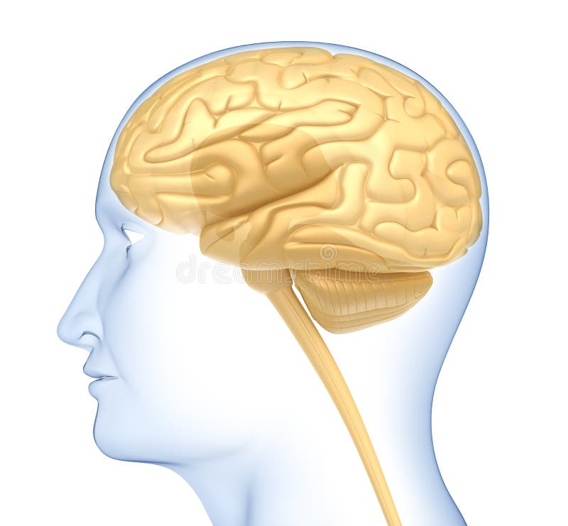 Human brain in the head. Side view vector illustration