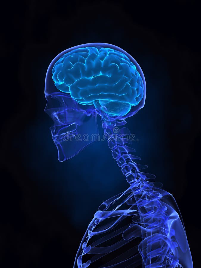 X- ray human brain, pain and skeleton stock photography