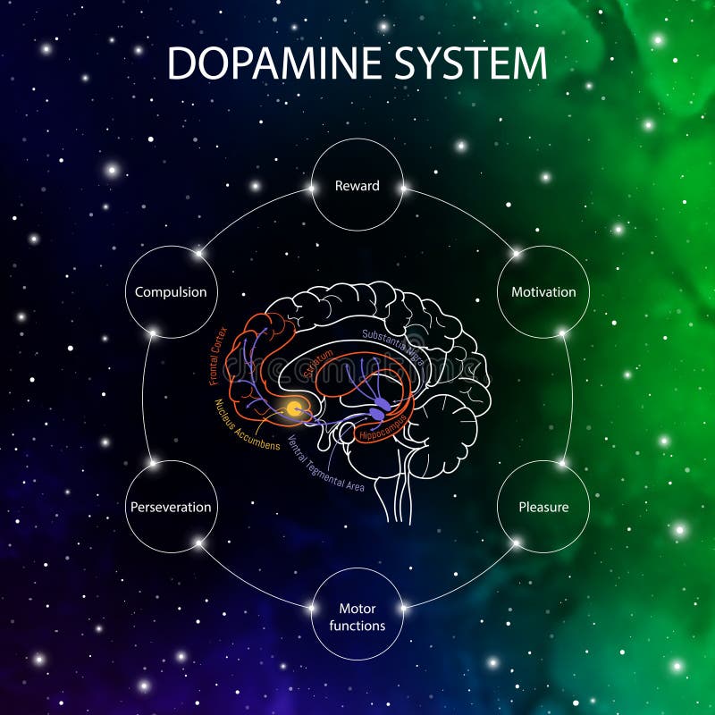 Dopamine pathways in the brain. Dopamine functions. Neuroscience medical infographic. Striatum, substantia nigra, hippocampus, ventral tegmental area and nucleus accumbens. Dopamine pathways in the brain. Dopamine functions. Neuroscience medical infographic. Striatum, substantia nigra, hippocampus, ventral tegmental area and nucleus accumbens.
