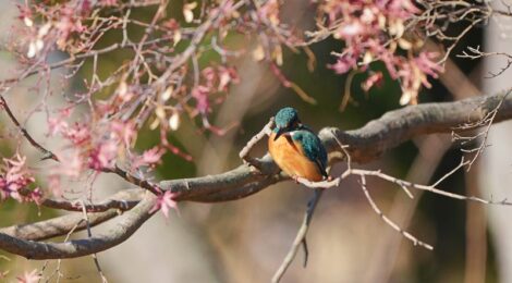 お正月の公園を散策～カワセミ、コハクチョウ、キセキレイなど