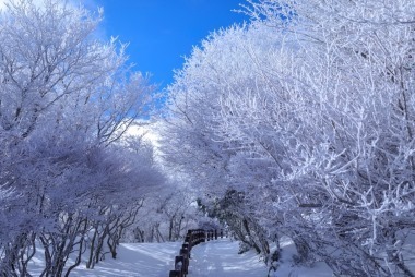 beppu ropeway frozen trees.jpg