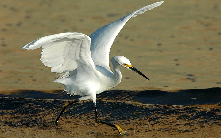 Carpinteria Salt Marsh Reserve / Photo by Christopher Woodcock