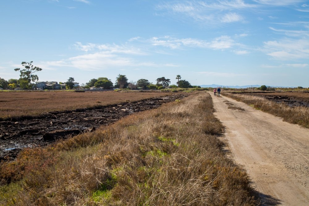 marsh recovery