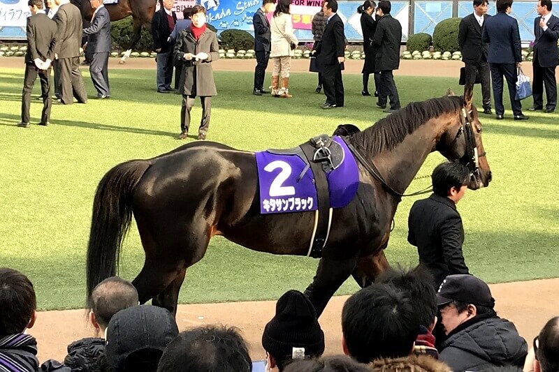 競馬の魅力 間近で見られるキタサンブラック