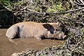 Pig in the open air in Southern Corsica