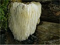 Hericium erinaceus