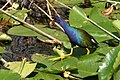 American Purple Gallinule at Anhinga Trail, Royal Palm