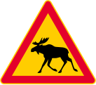 Elk or deer