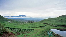 Theeplantage in Bogor (Indonesië)