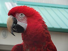 Red-and-green macaw (Ara chloropterus)