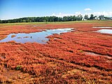 能取湖畔のサンゴ草（2017年9月）