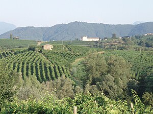 Prosecco-Hügel bei Valdobbiadene