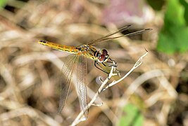 Sympetrum April 2013-1.jpg