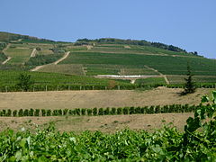 Weinberg bei Tokaj