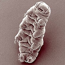 La tardigrado Hypsibius dujardini