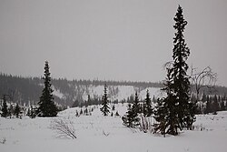 La Tundra d'inverno